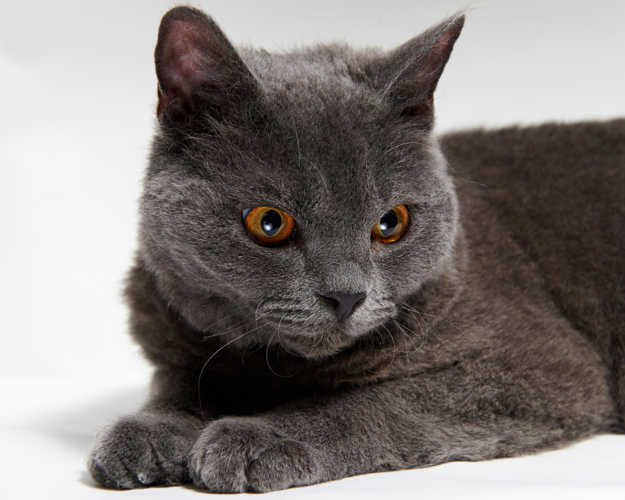 Красивый серый селкирк рекс