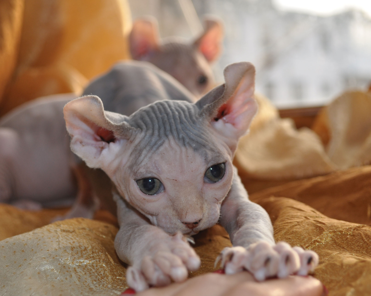 Красивый котенок минскин