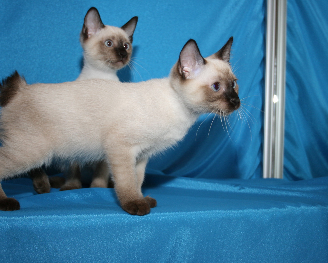 Красивые котята меконгский бобтейл