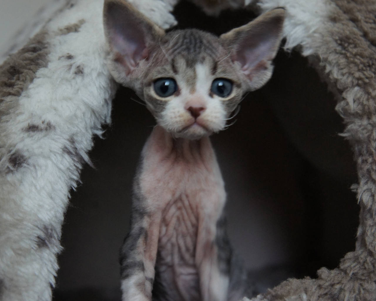 Большеголовый котенок девон-рекс