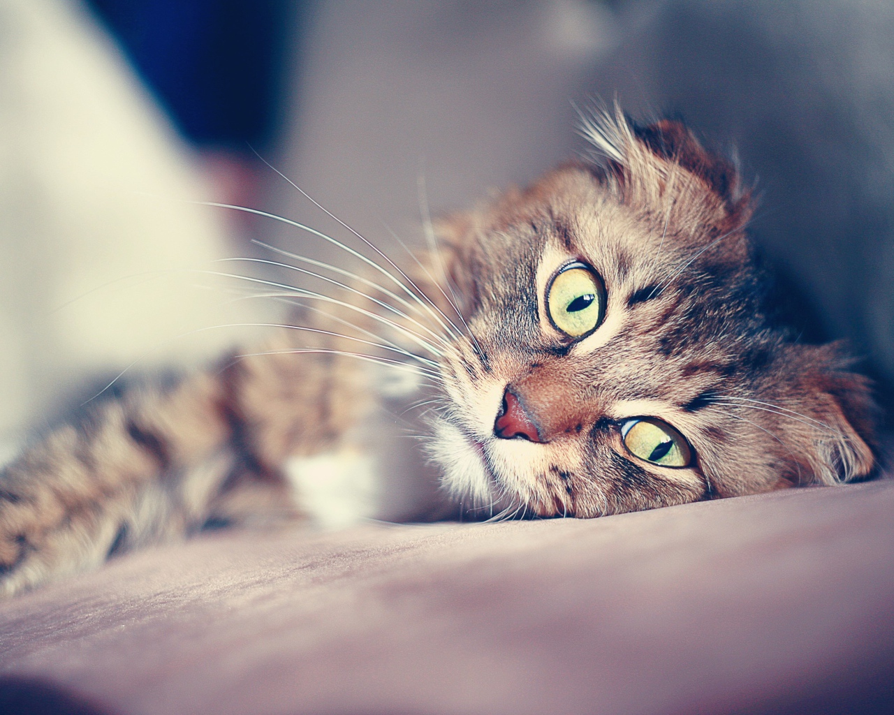 Большие глаза американского керла