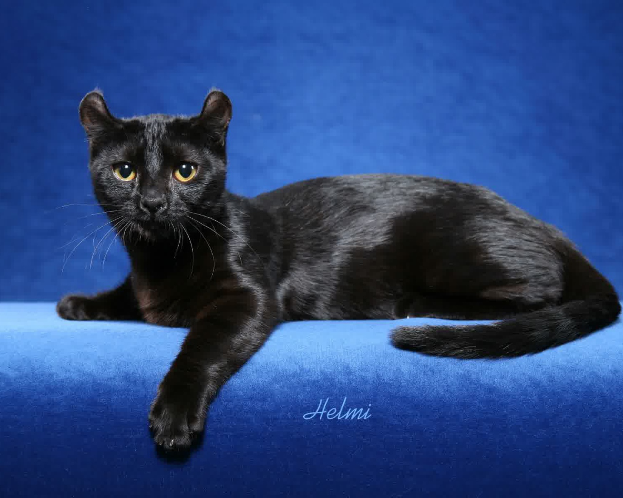 Черный американский керл