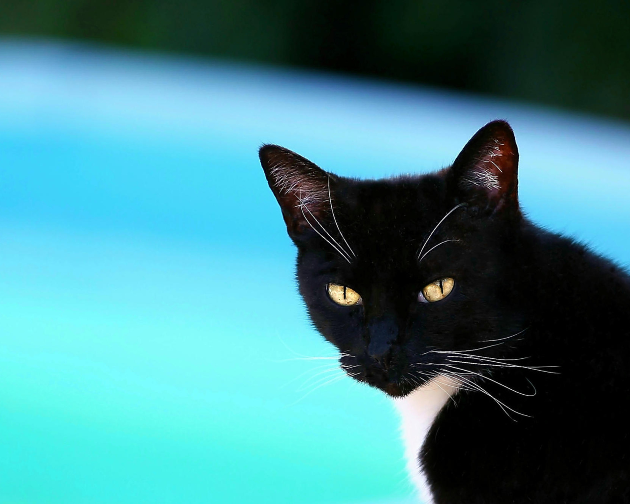 Черная американская короткошерстная кошка
