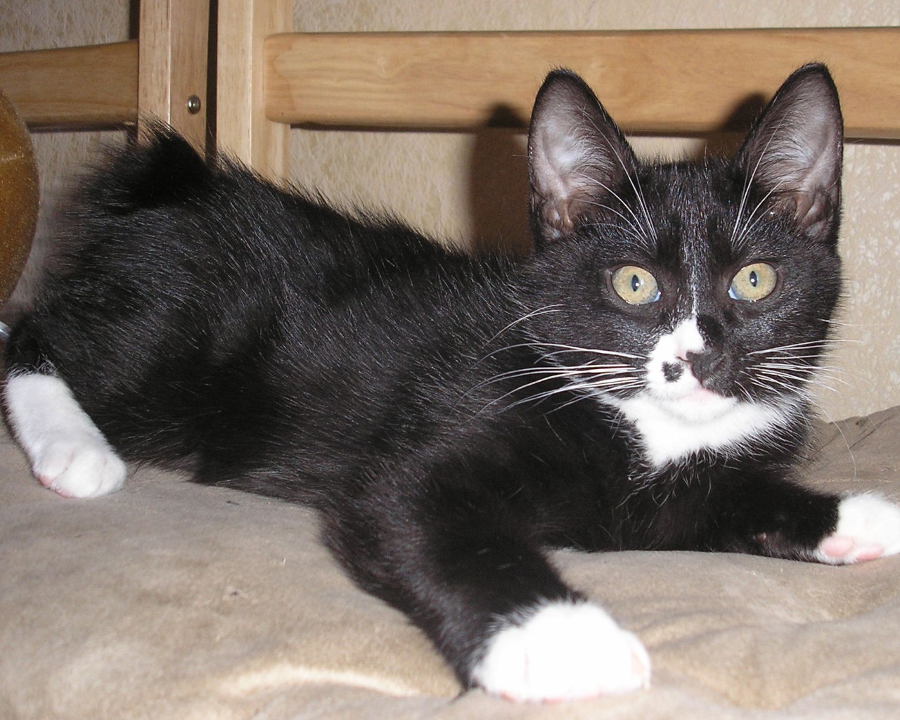 Черный курильский бобтейл