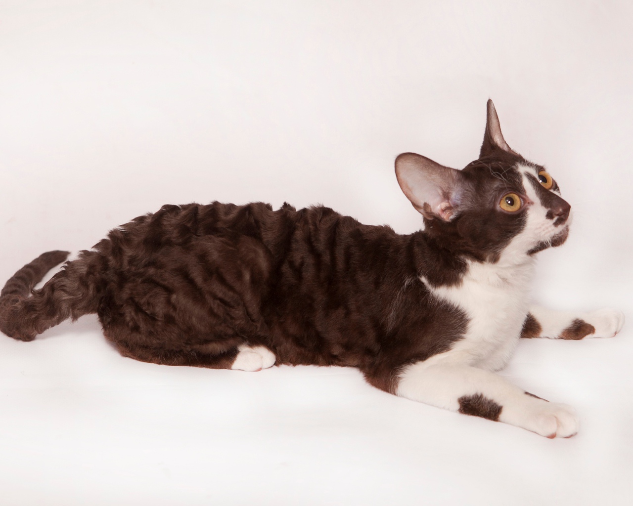 Черно белый корниш рекс