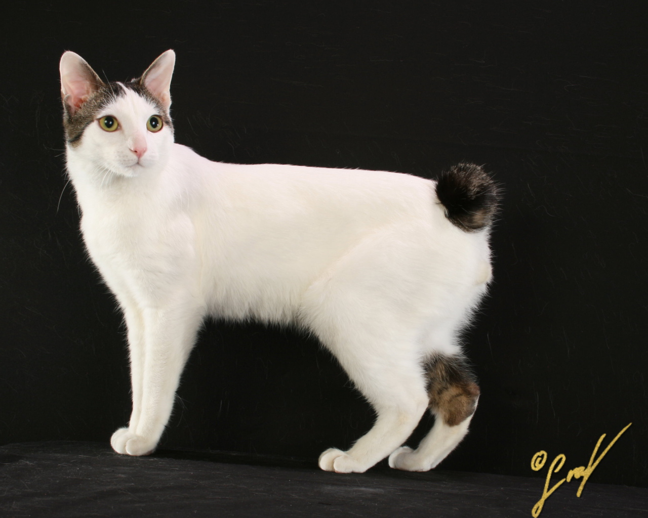 Бело черный японский бобтейл