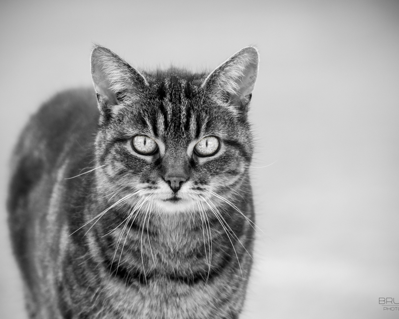 Черно белый кот