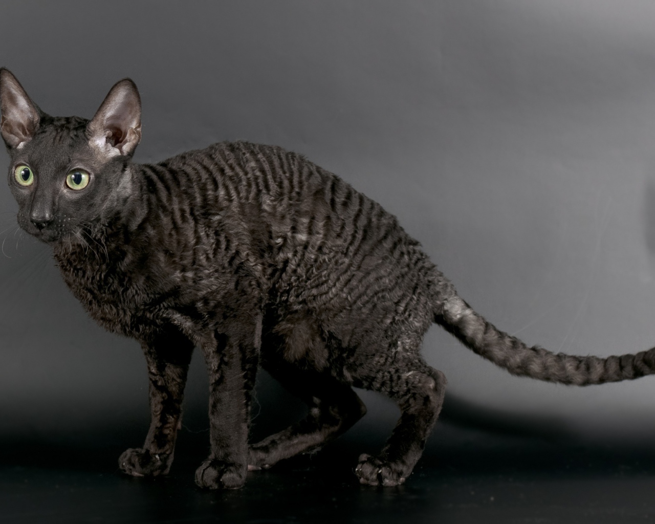 Черный корниш рекс