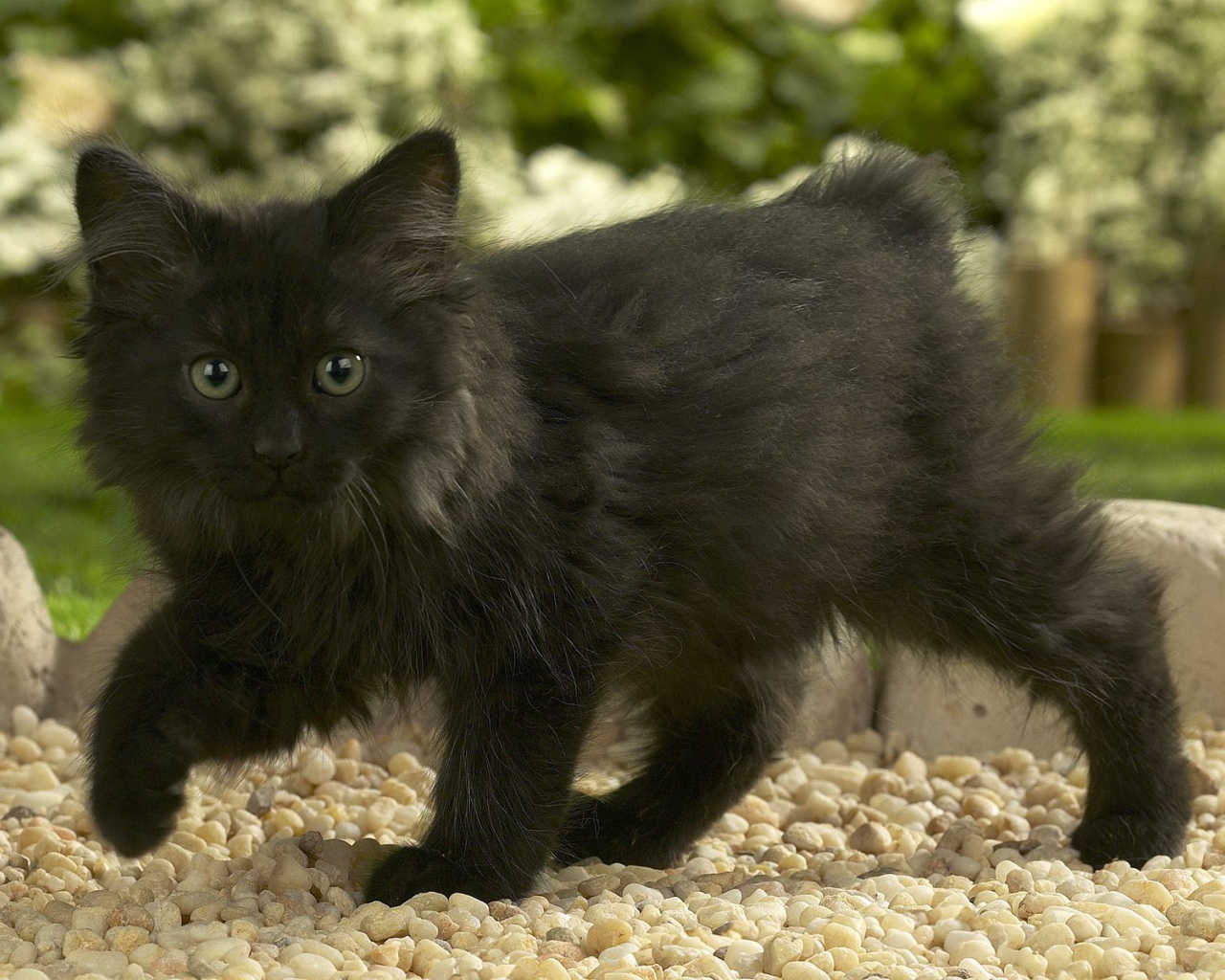 Черный котенок норвежской лесной кошки