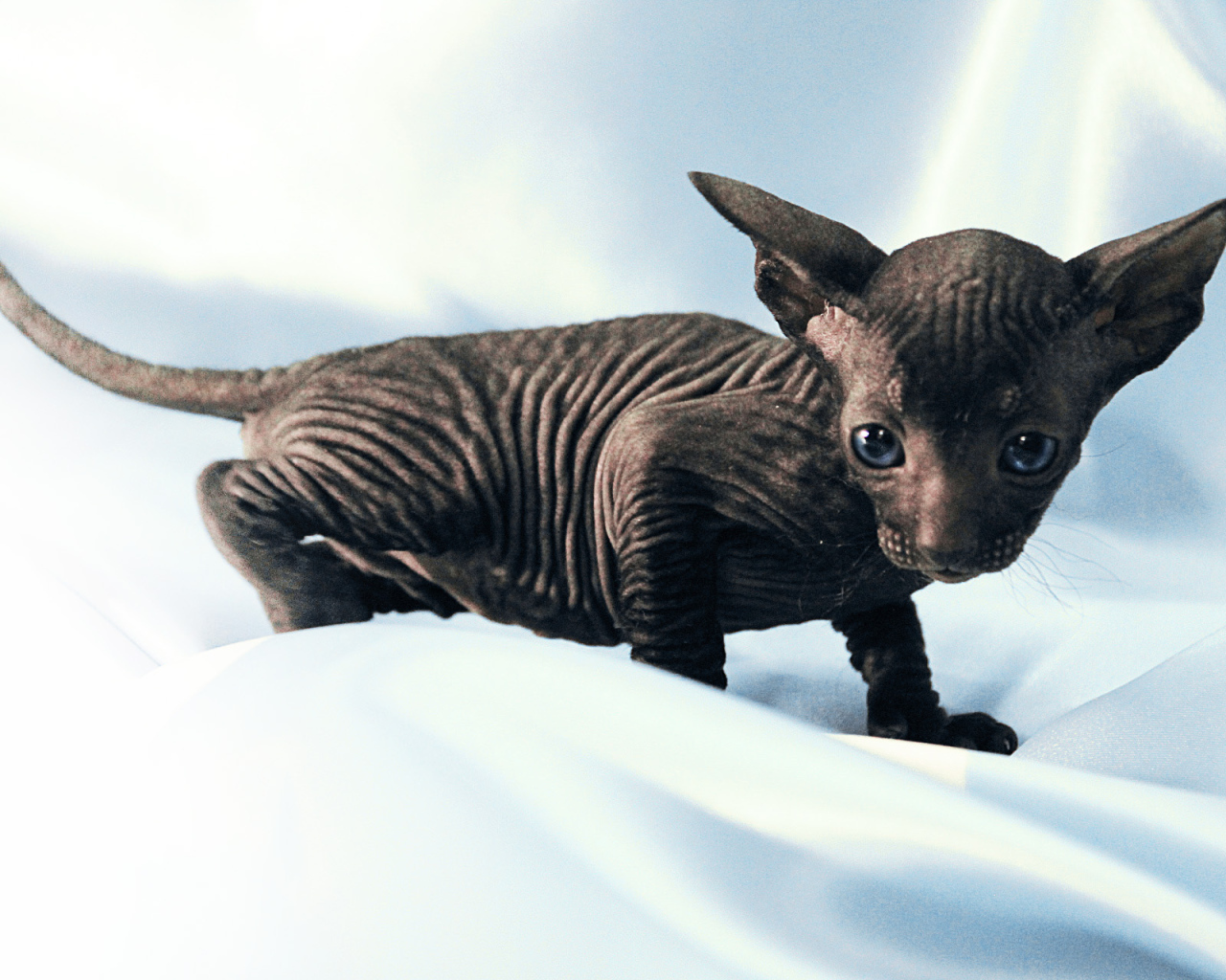 Черный котенок петерболд