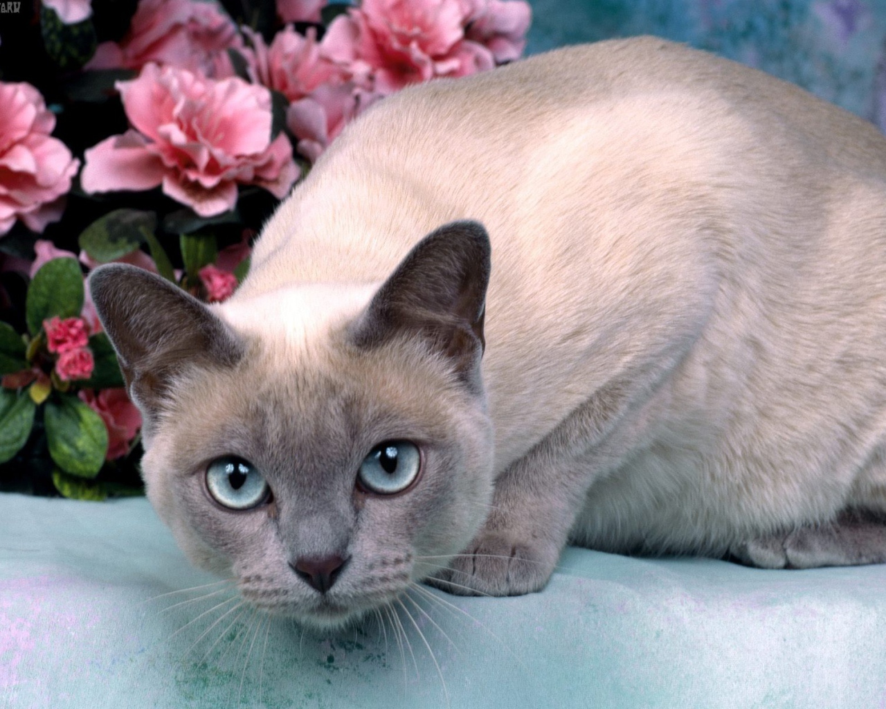 Голубоглазая тонкинская кошка