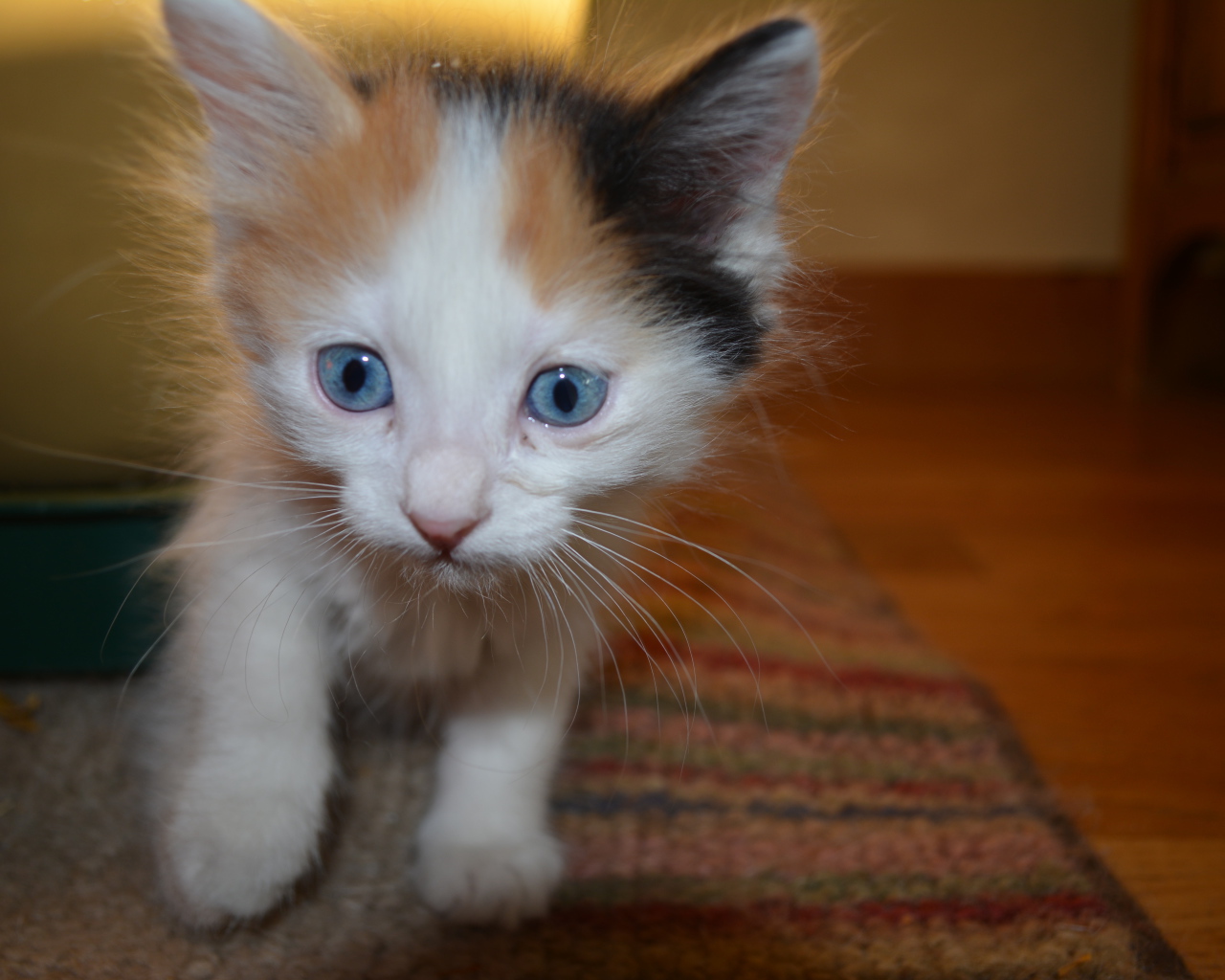 Голубоглазый котенок японский бобтейл