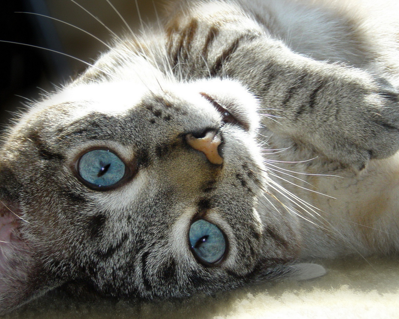 Голубые глаза у балийской кошки