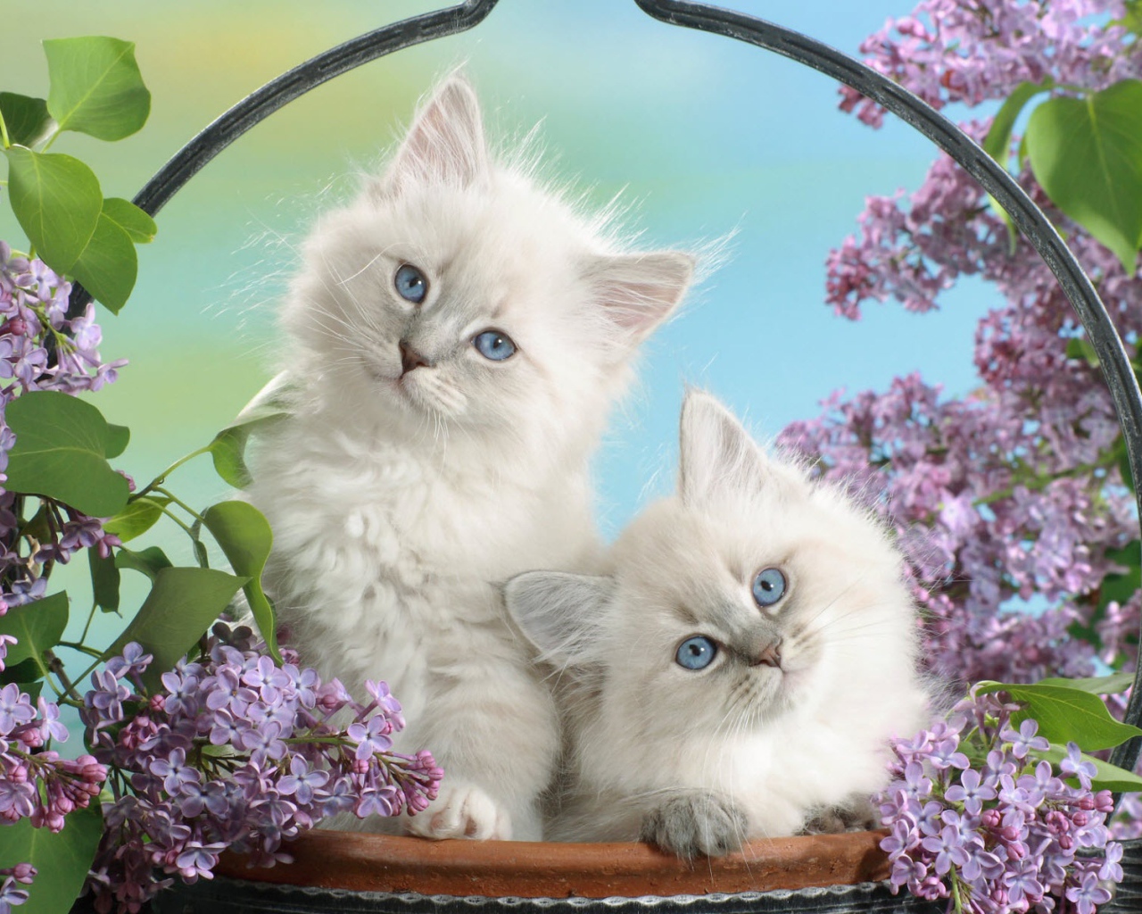 Голубоглазые котята