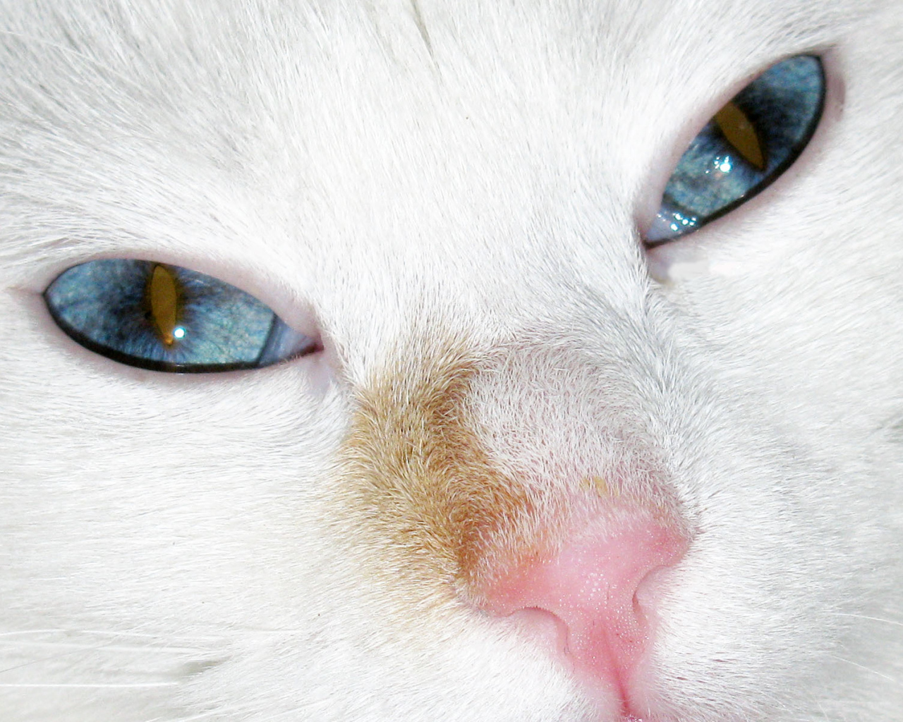 Голубые глаза турецкого вана