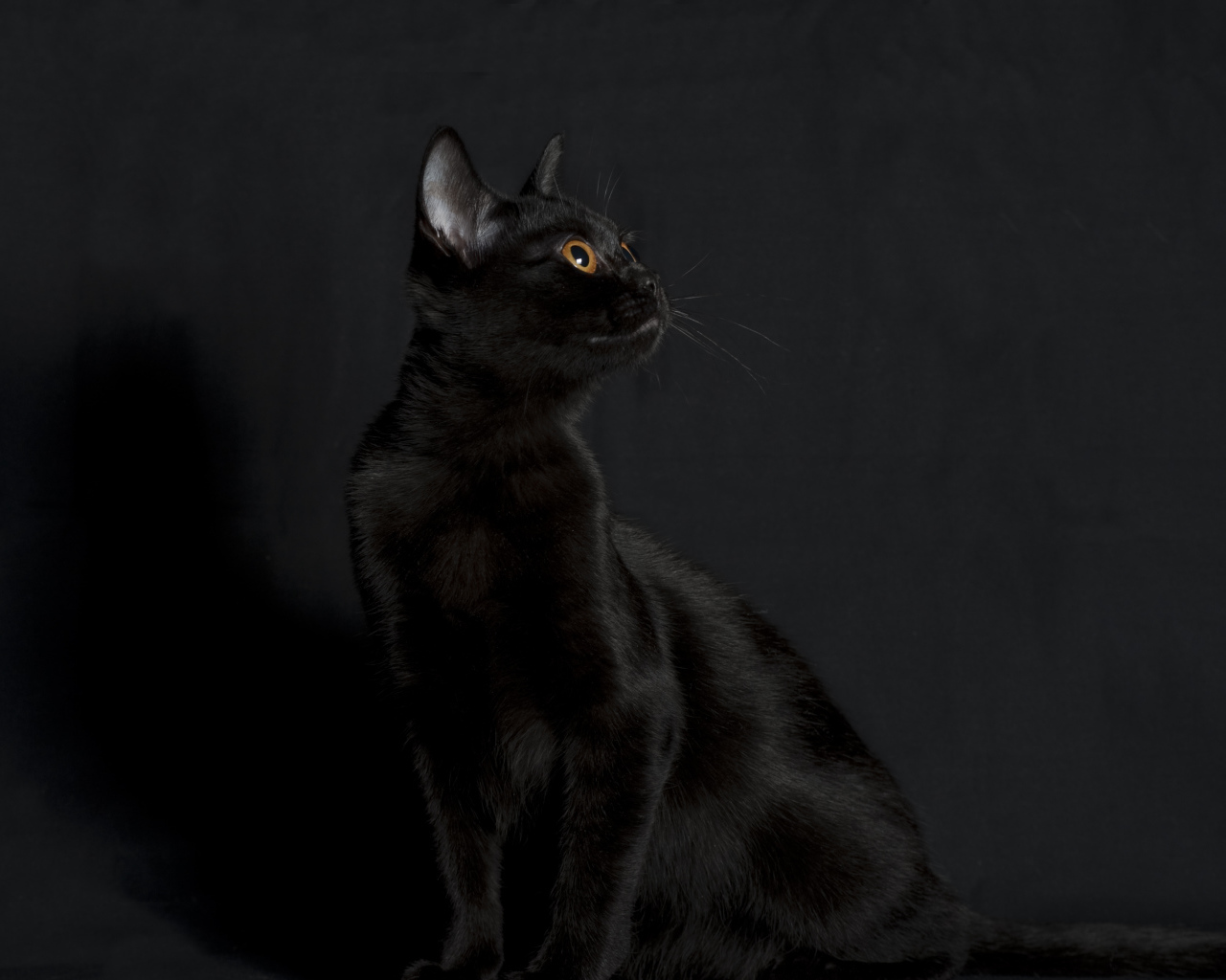 Черная бомбейская кошка на черном фоне