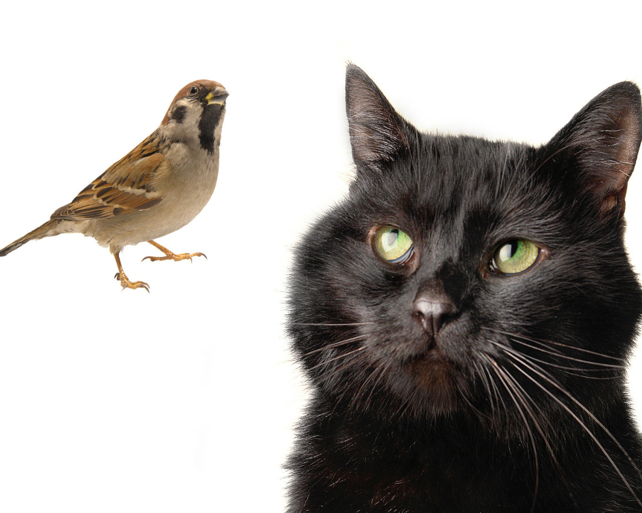 Бомбейская кошка смотрит на птичку