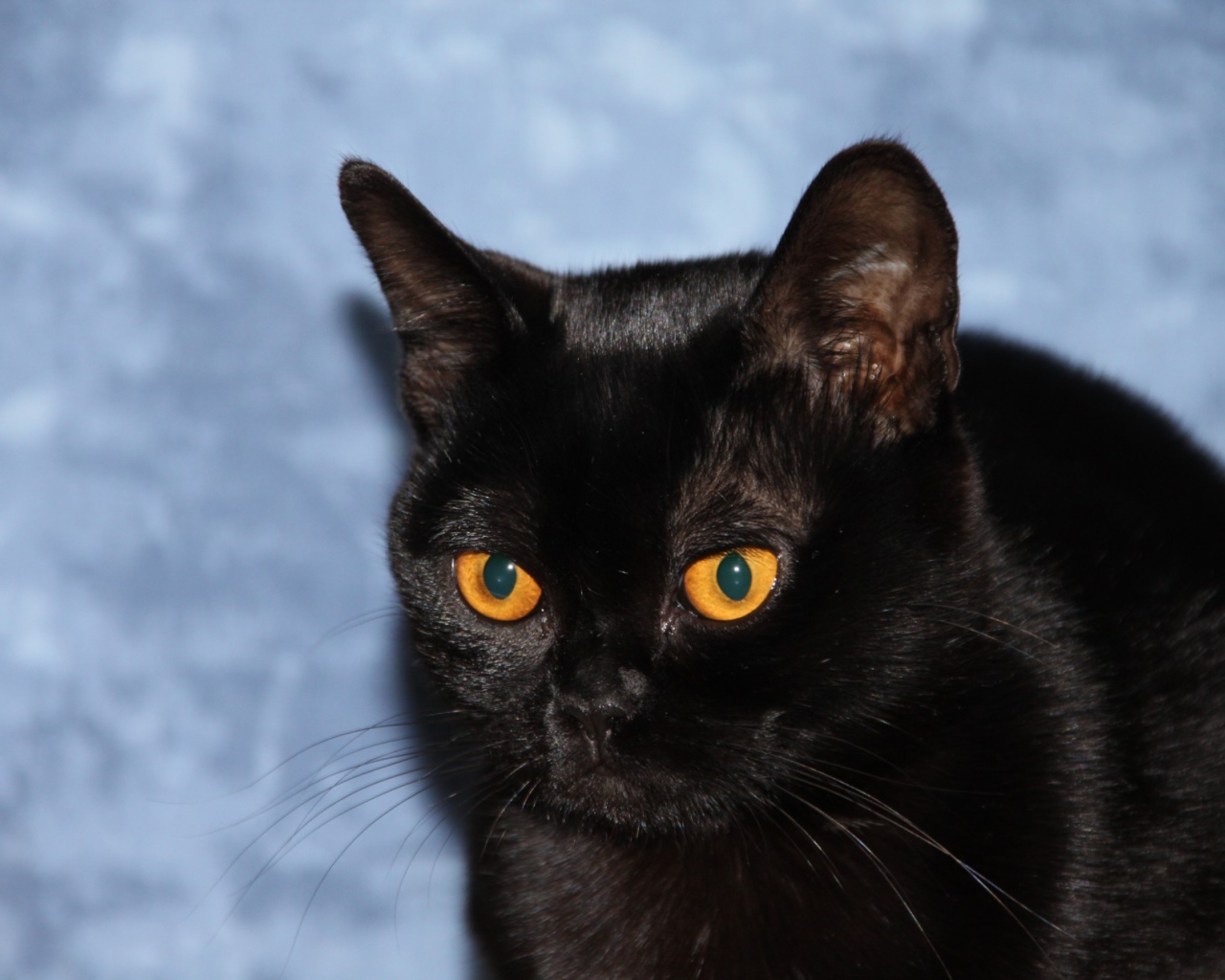 Бомбейская кошка на голубом фоне