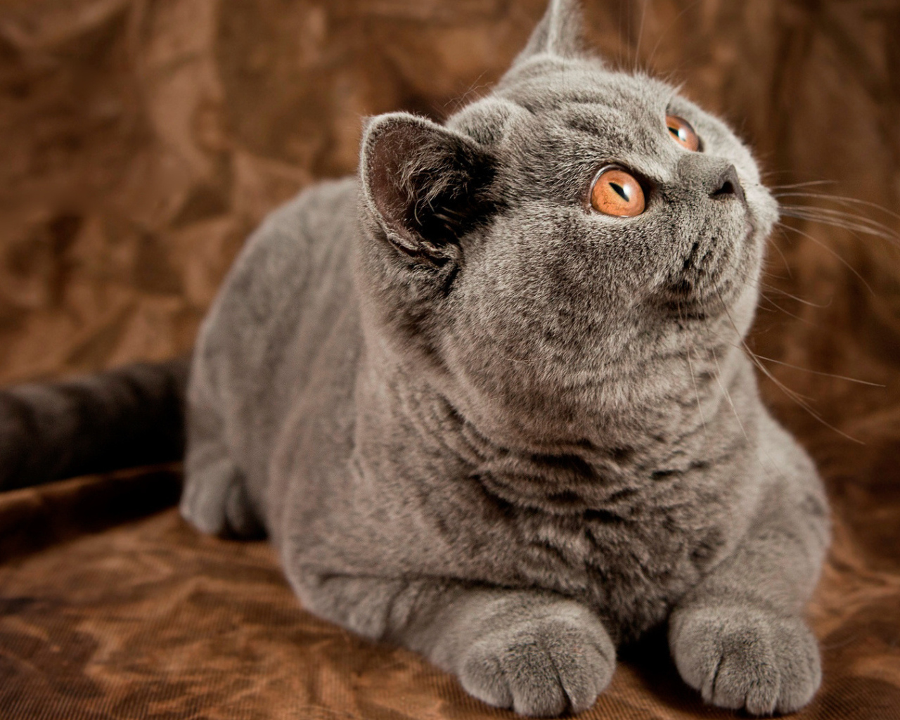 Порода британская длинношерстная кошка