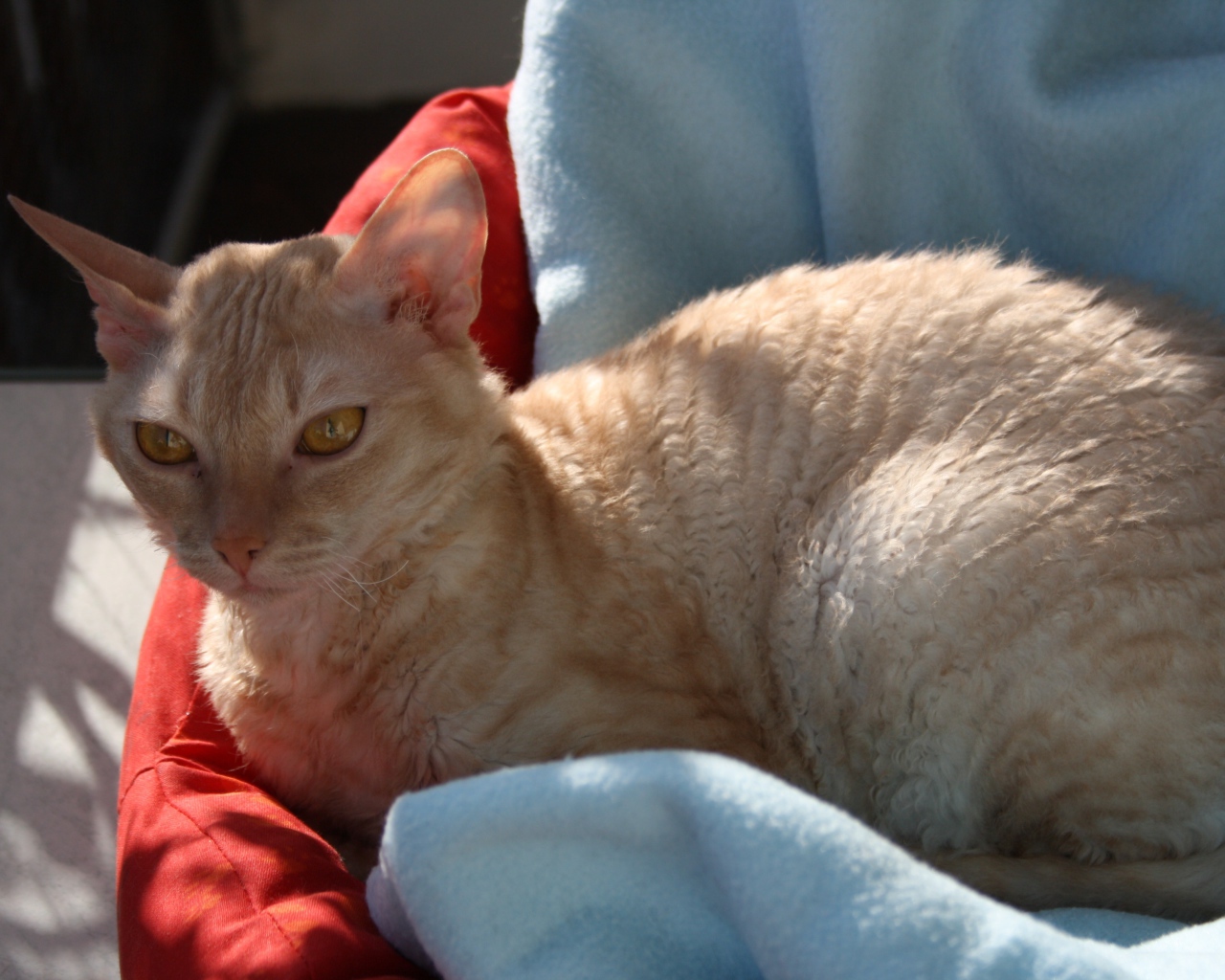 Порода немецкий рекс