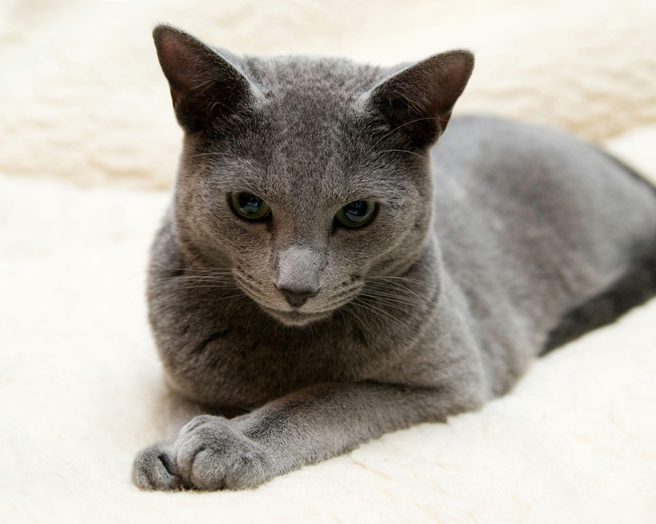 Порода русская голубая кошка