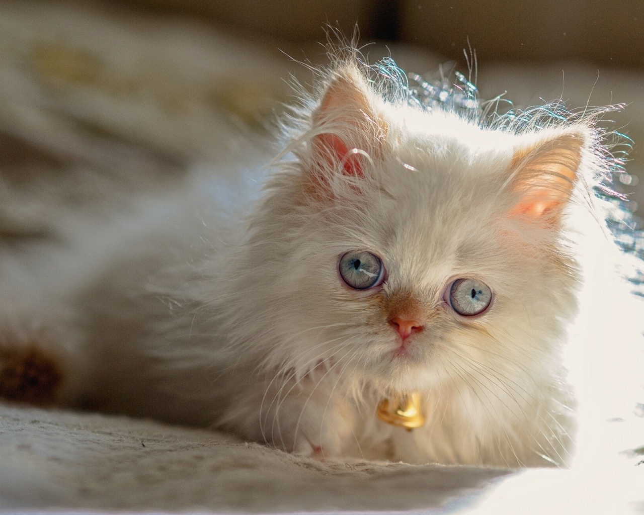 Светлый котенок гималайской кошки