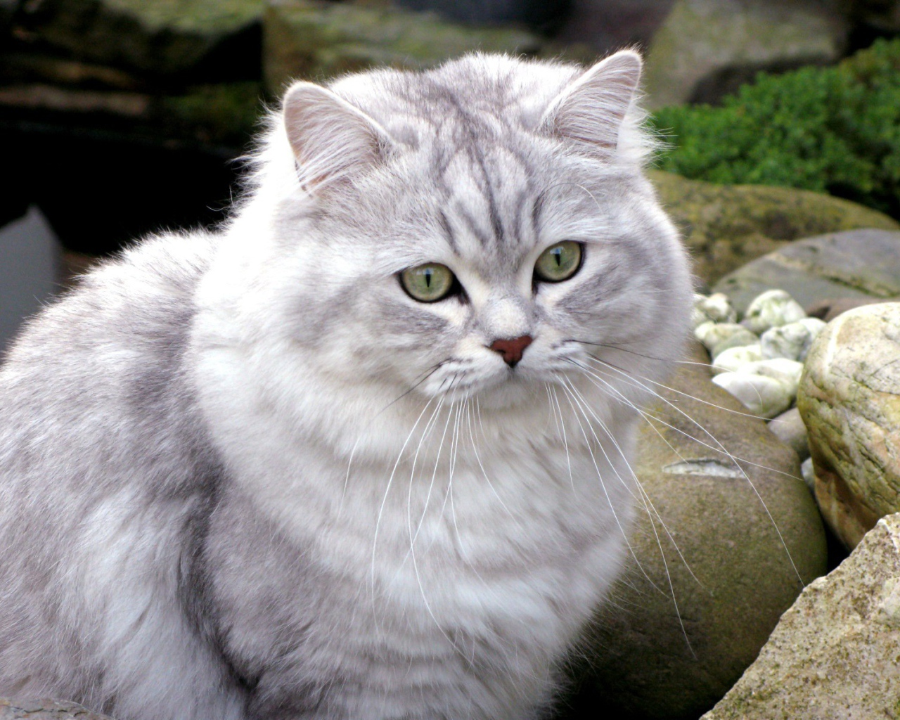 Британская длинношерстная кошка среди камней