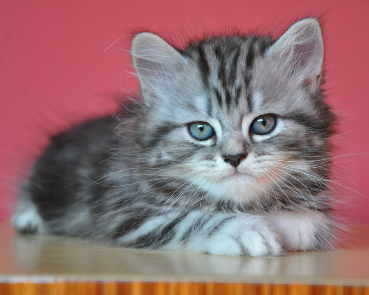 Котенок британской длинношерстной кошки