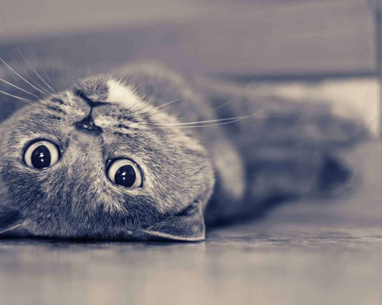 Британская короткошерстная кошка лежит на спине