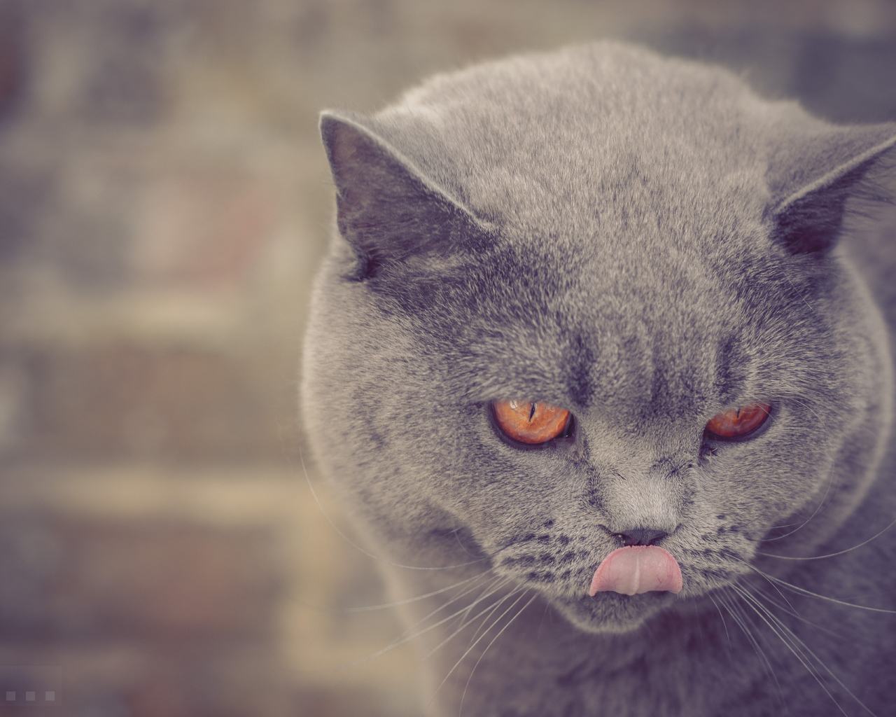 Британская короткошерстная кошка показывает язык