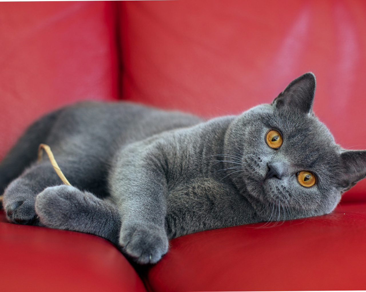 Британская короткошерстная кошка на диване