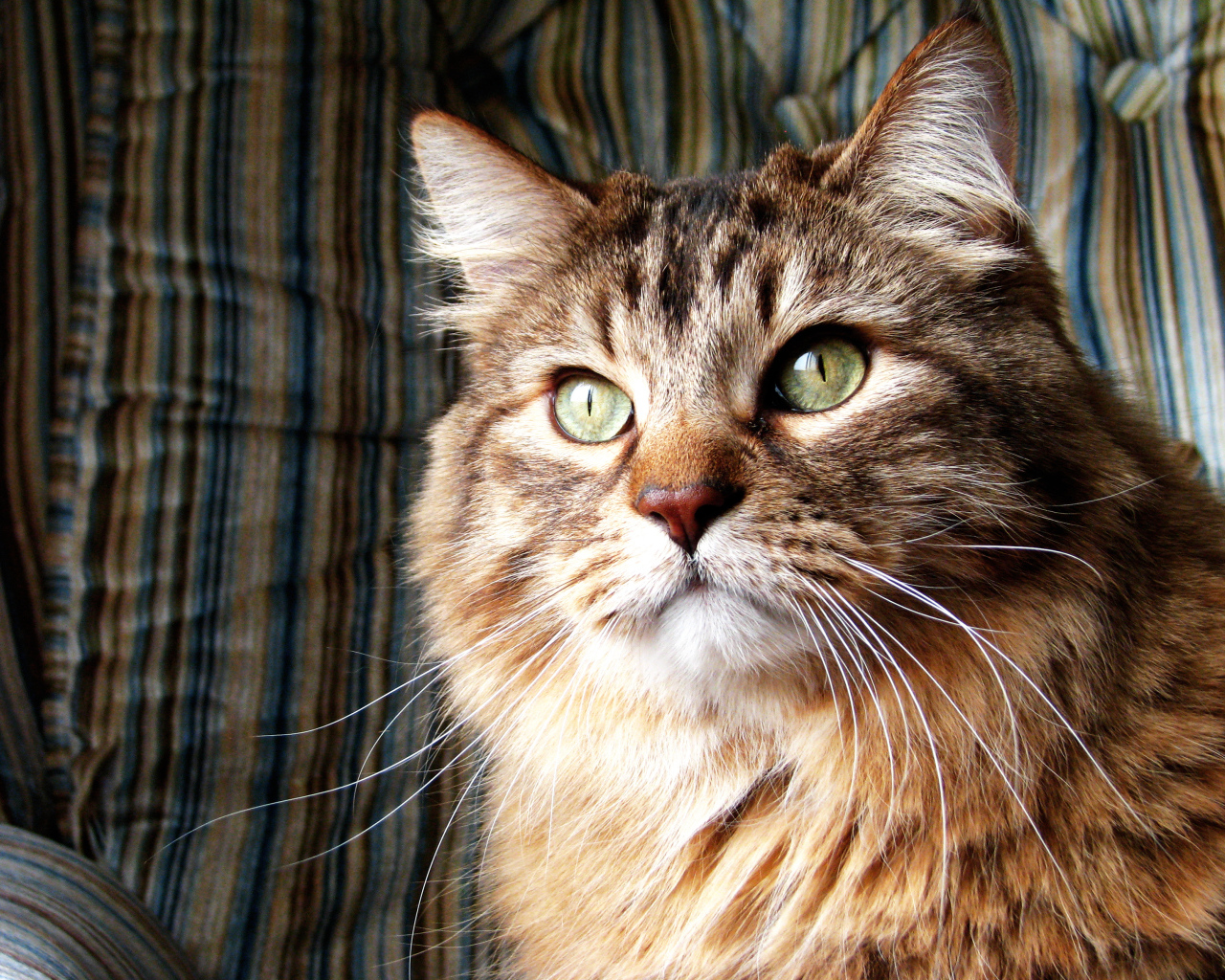 Коричневая норвежская лесная кошка