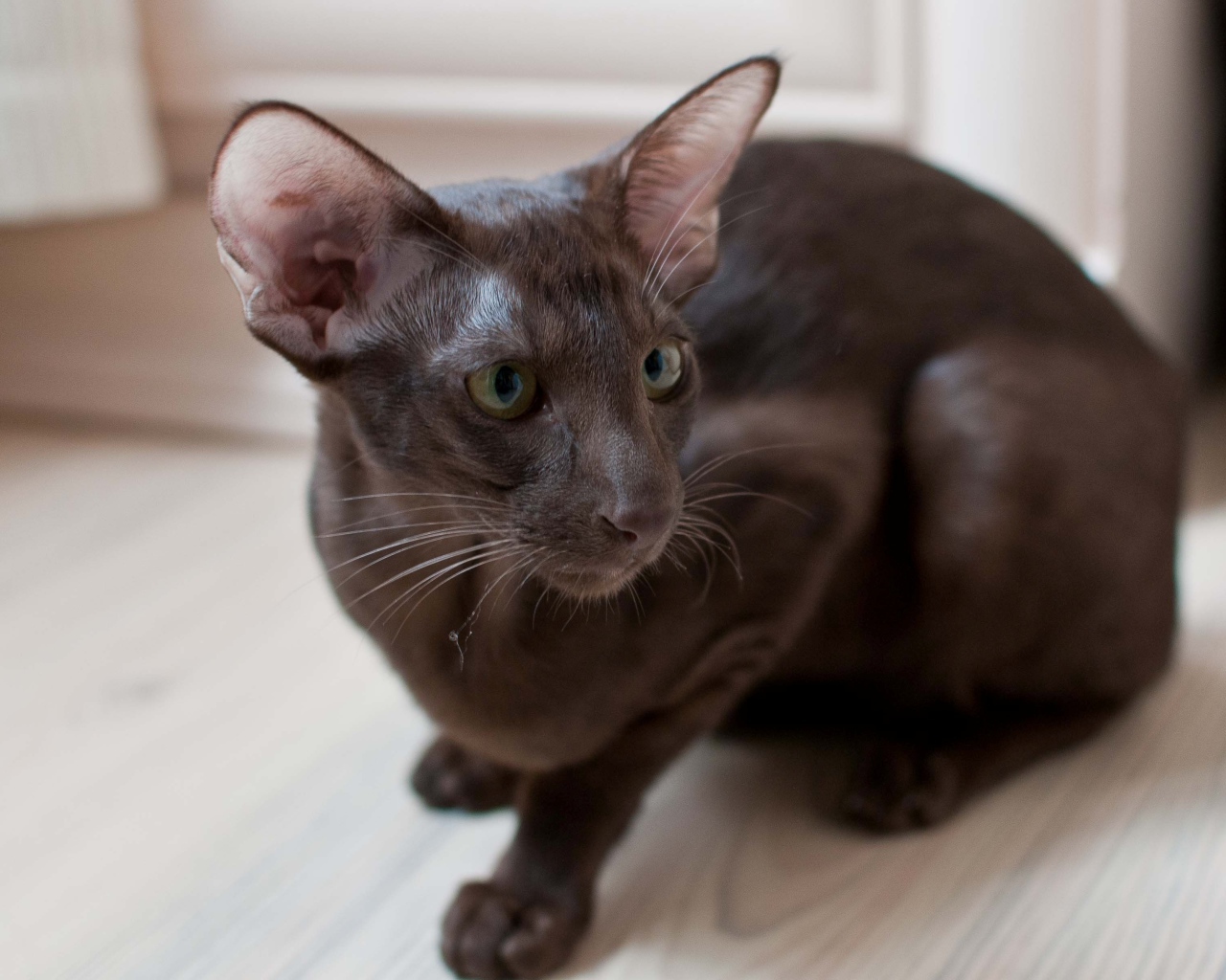 Коричневая ориентальная короткошерстная кошка