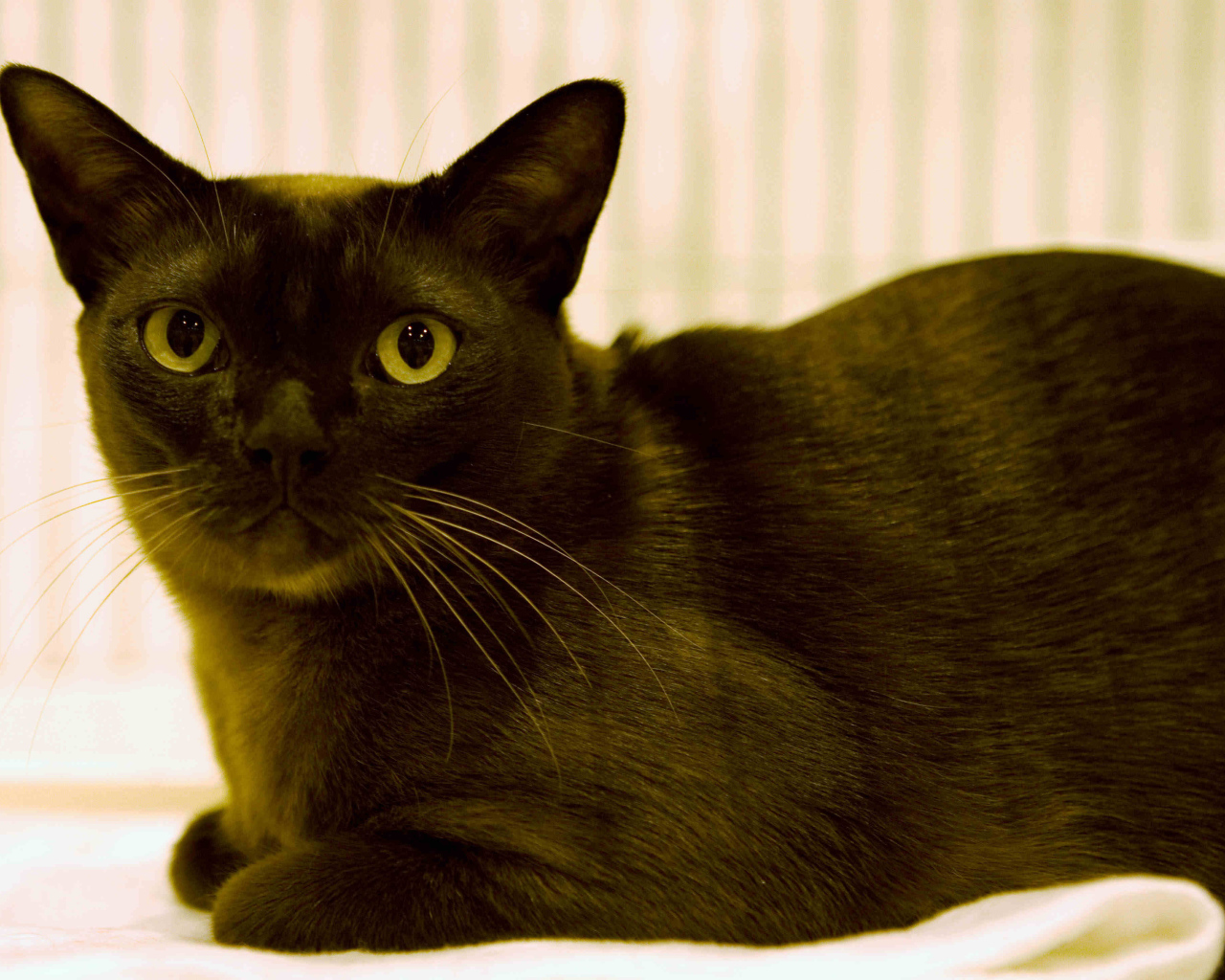 Порода бурманская кошка