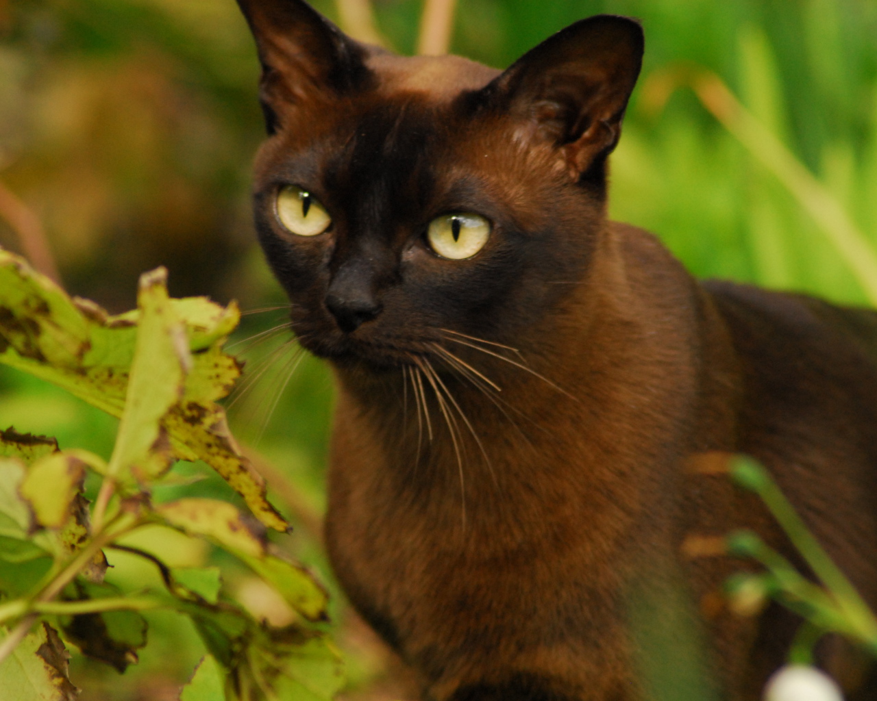 Бурманская кошка среди зелени