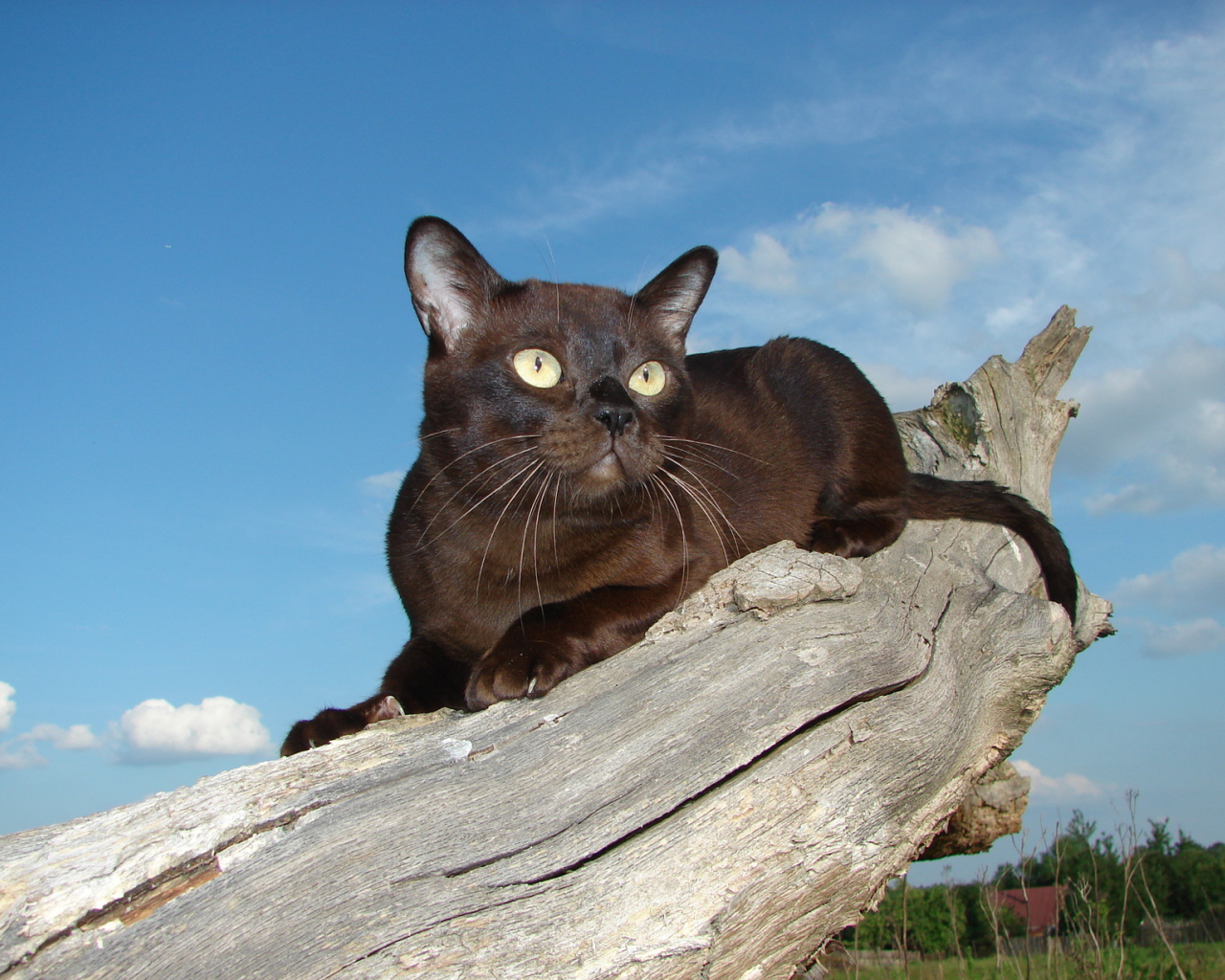 Бурманская кошка на сухом пне
