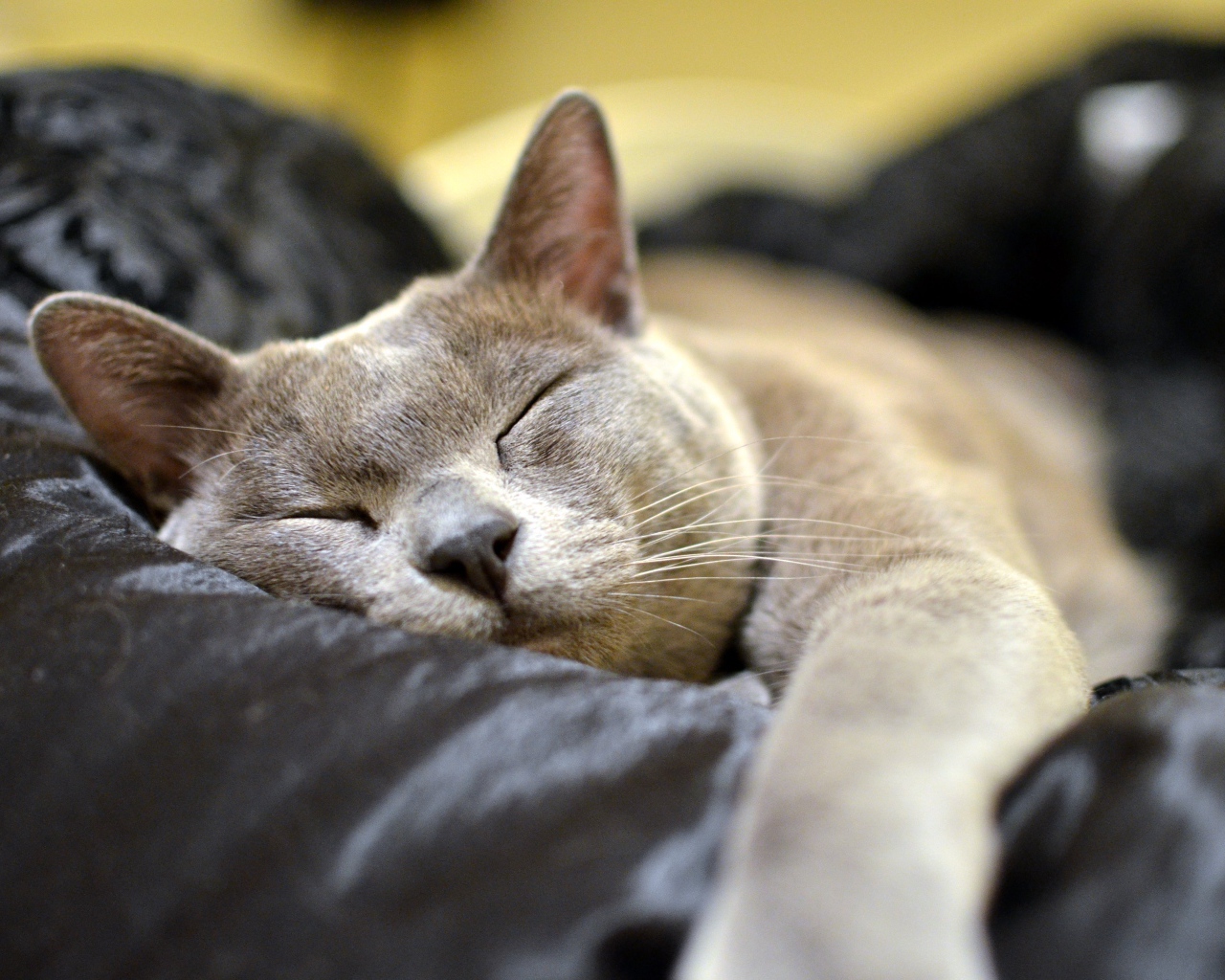 Бурманская кошка  спит