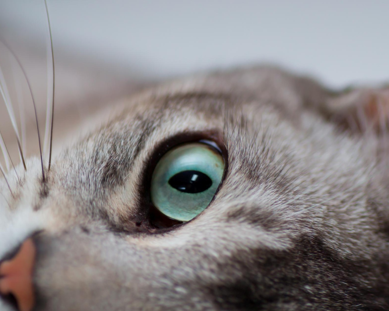 Глаза кошки бурмилла