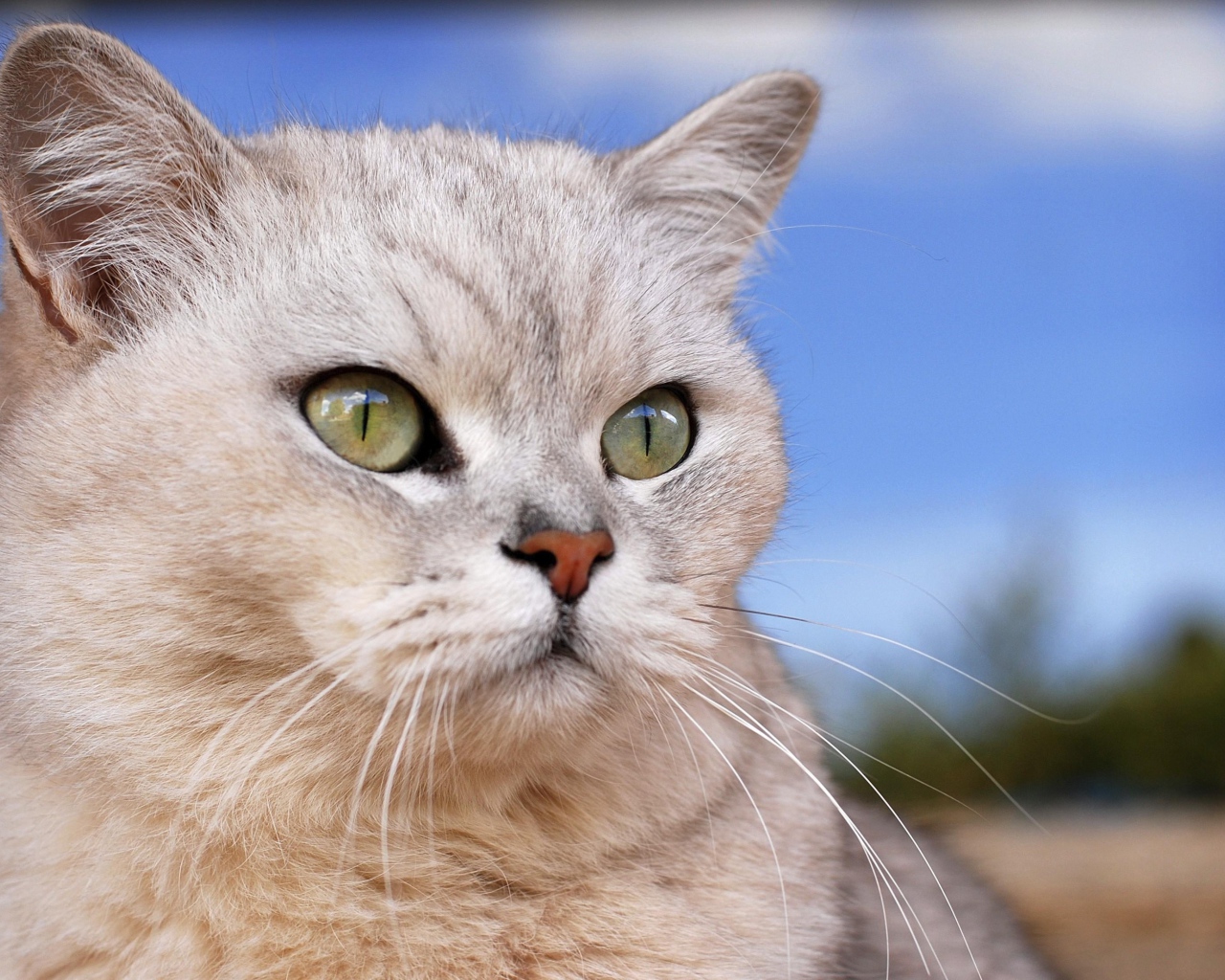 Порода кошек бурмилла