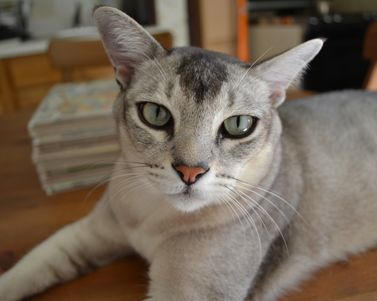 Кошка бурмилла лежит на столе