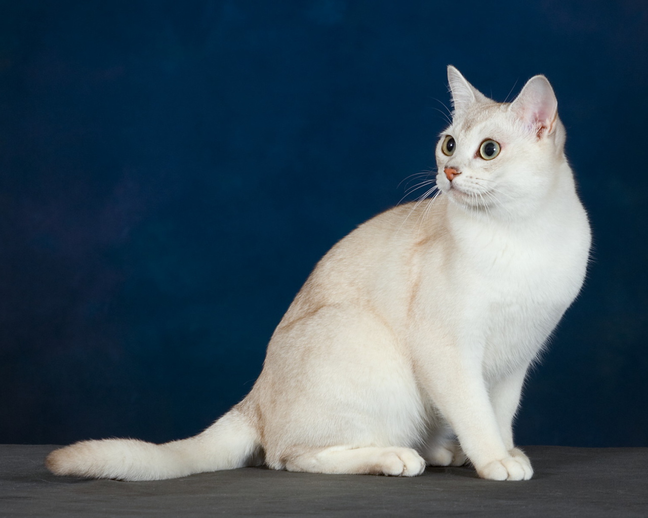 Кот бурмилла на синем фоне