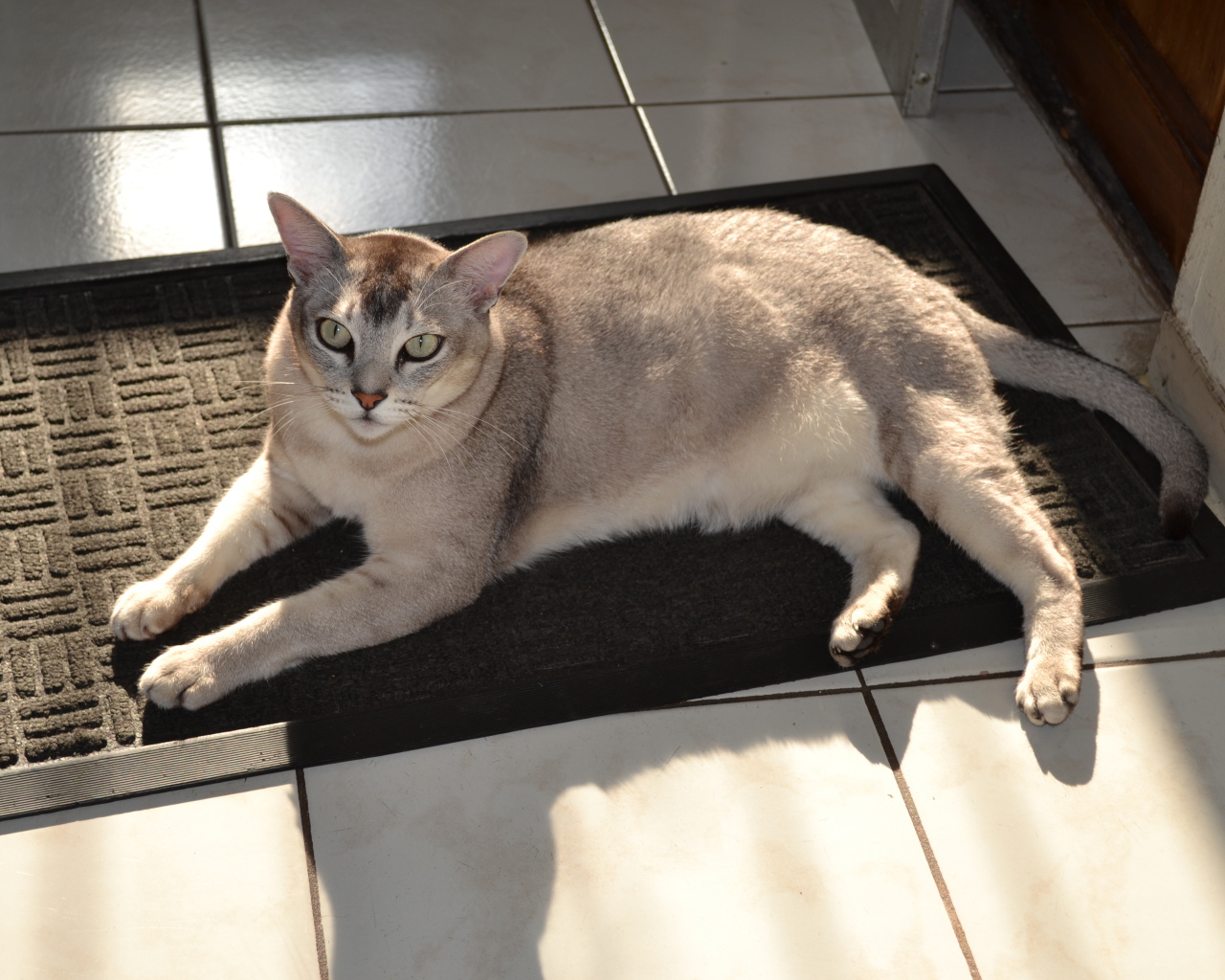 Кошка бурмилла на коврике