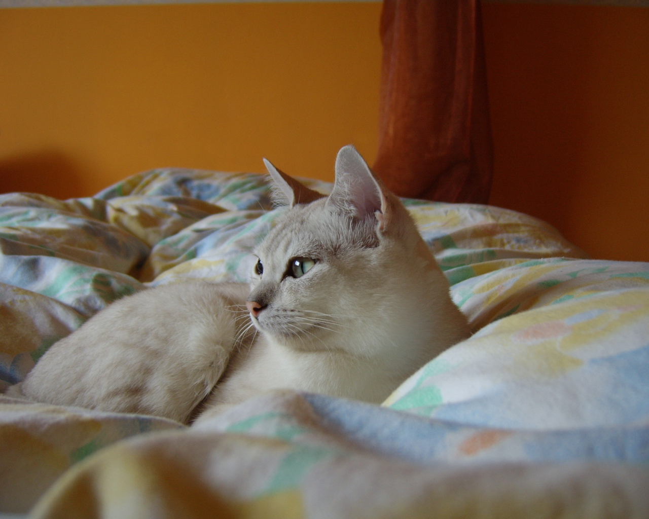 Бурмилла в кровати