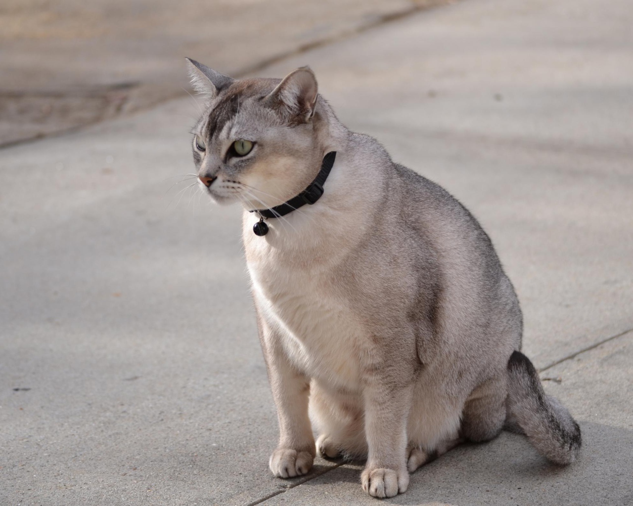 Бурмилла на дорожке