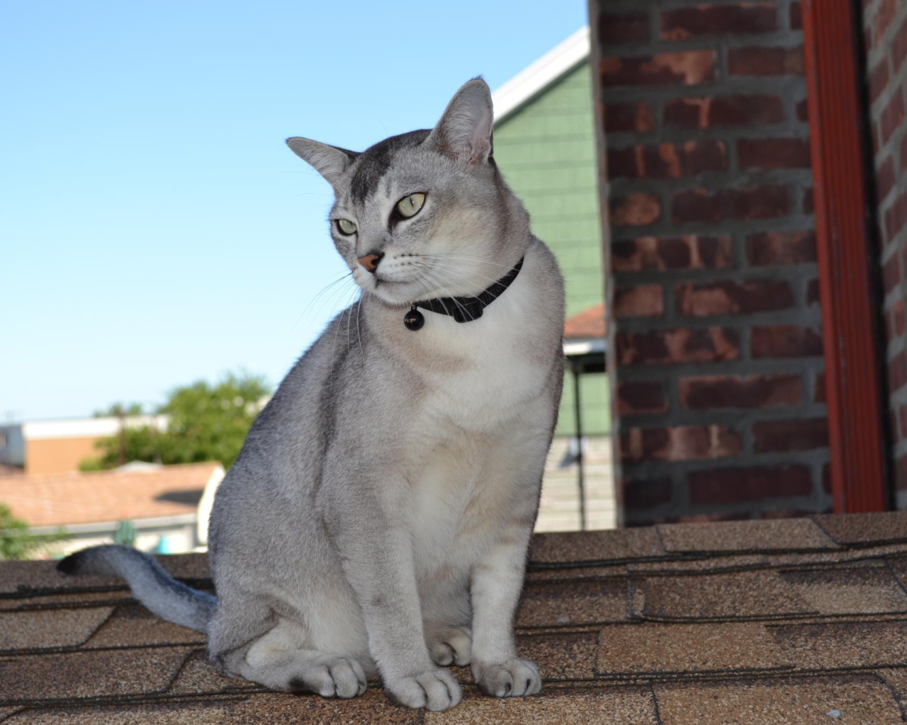 Бурмилла сидит на крыше