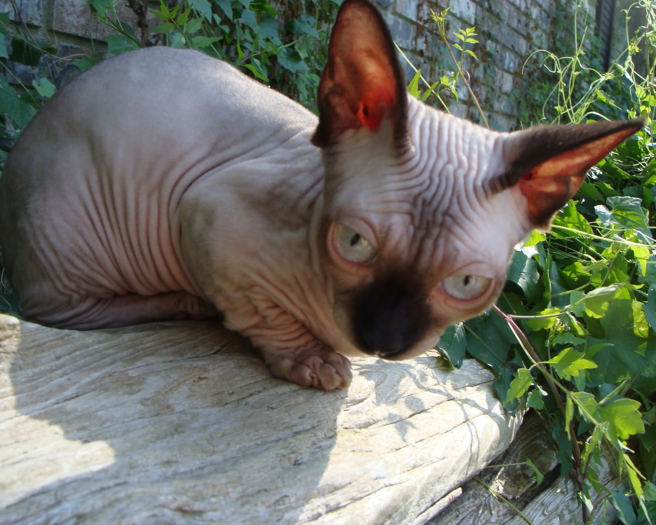 Кот минскин на природе