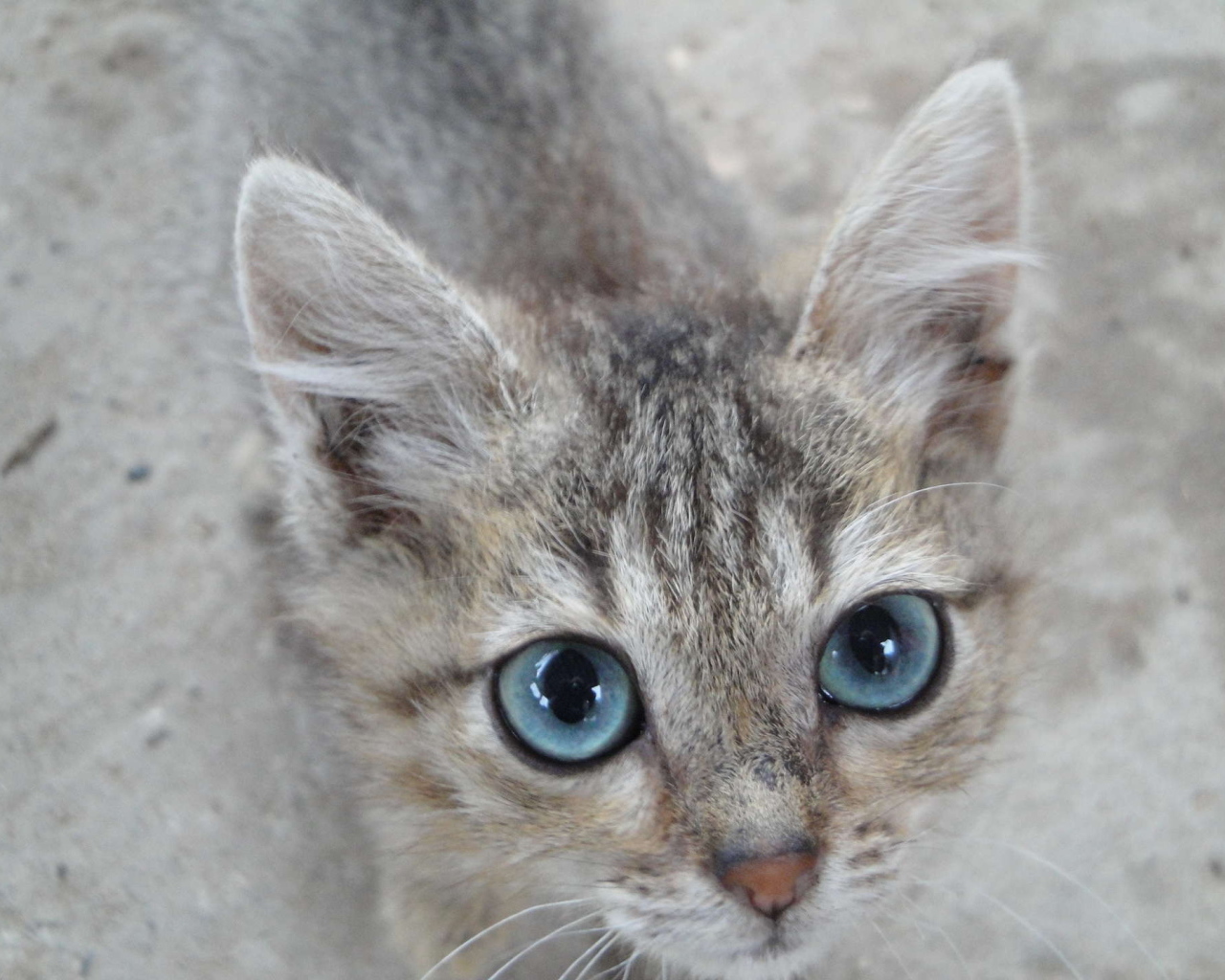 Кот охос азулес