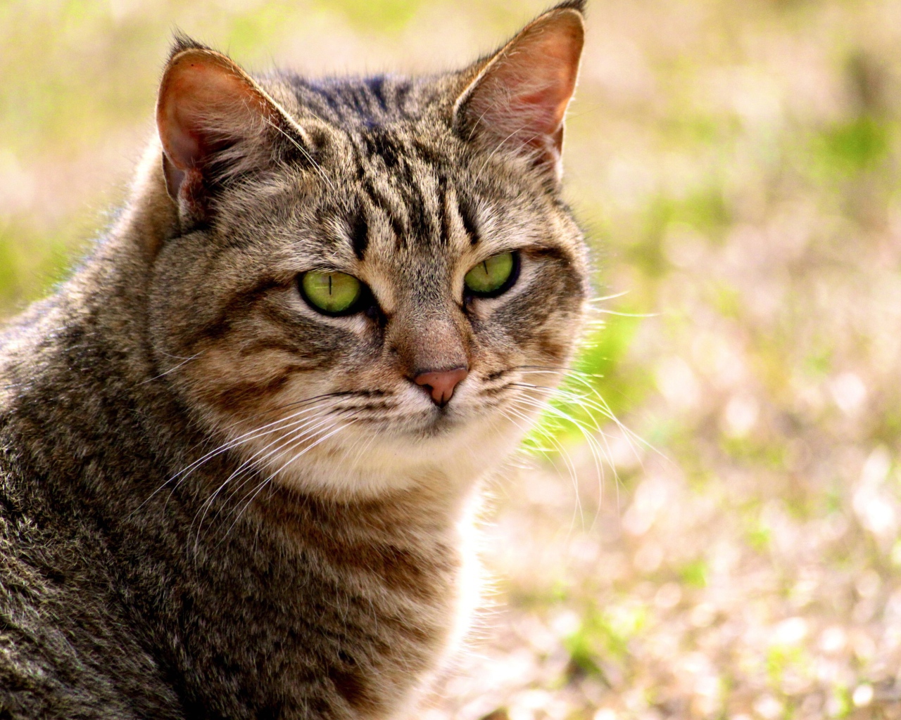 Калифорнийская сияющая кошка