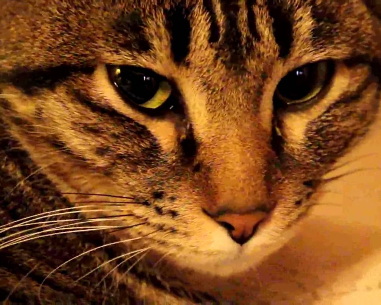 Мордочка калифорнийской сияющей кошки