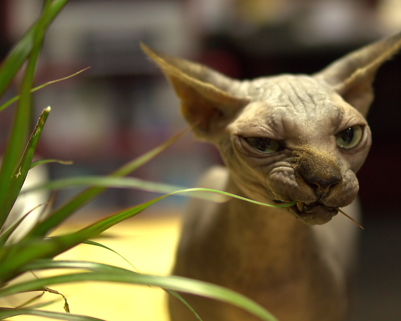 Канадский сфинкс